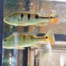 Cichla monoculus doma