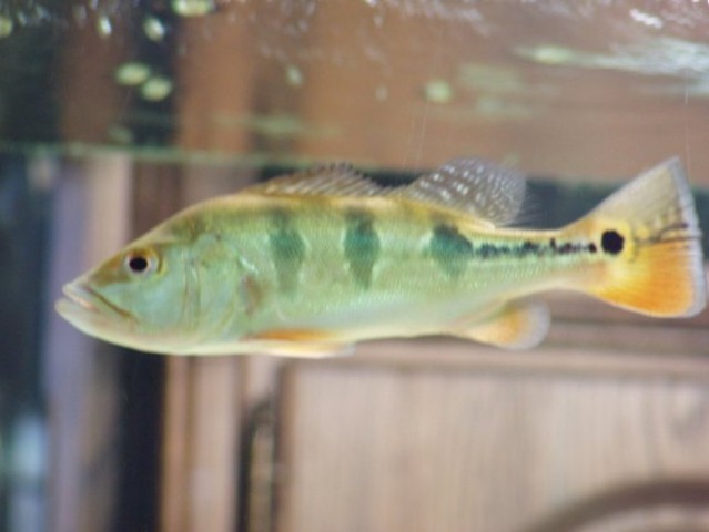 Cichla monoculus doma - foto