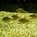 Corydoras sterbai