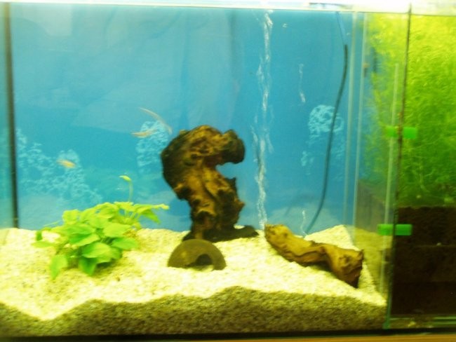 Akvarij za plecote - foto povečava