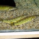 Crenicichla spec. Cobra Pike 28.10.07