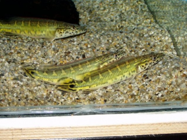 Crenicichla spec. Cobra Pike 28.10.07 - foto
