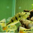 Cichla monoculus 28.10.07