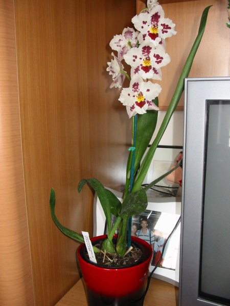 Odontoglossum