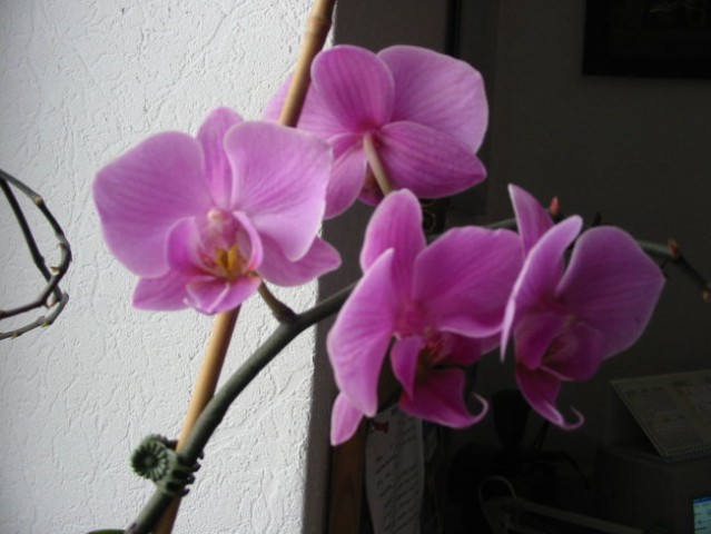 Vijoličen Phalaenopsis