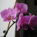 vijoličen Phalaenopsis