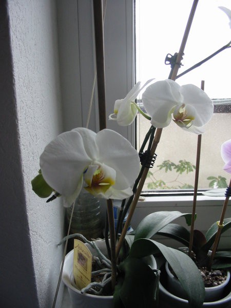 Beli Phalaenopsis