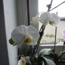 beli Phalaenopsis
