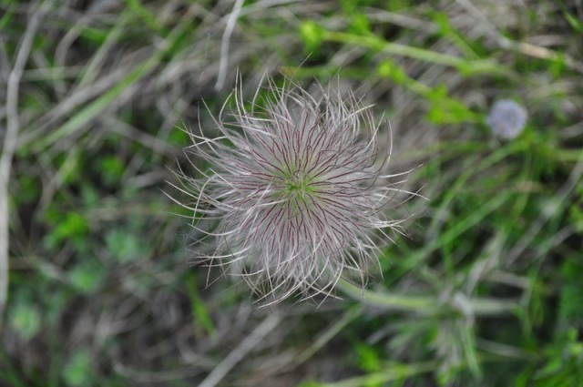 Vremščica 2009-05-10 - foto