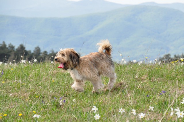 Vremščica 2009-05-10 - foto