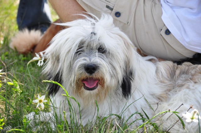 Vremščica 2009-05-10 - foto