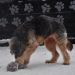 Fifi (foto: Soul)