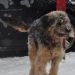 Fifi (foto: Soul)