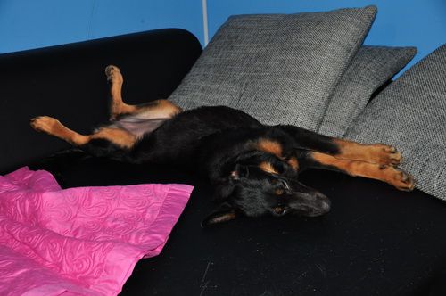 Fedra - foto