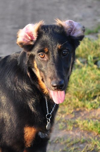 Fedra - foto