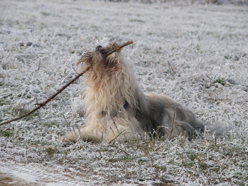 Gustav - foto