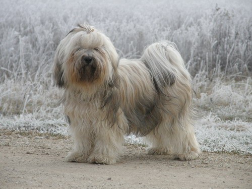Gustav - foto