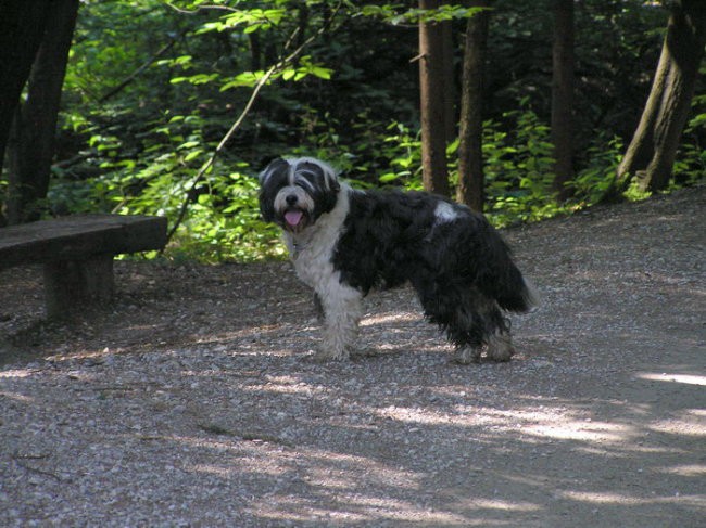 Gustav - foto povečava