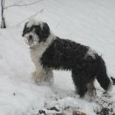 Gusi v snegu