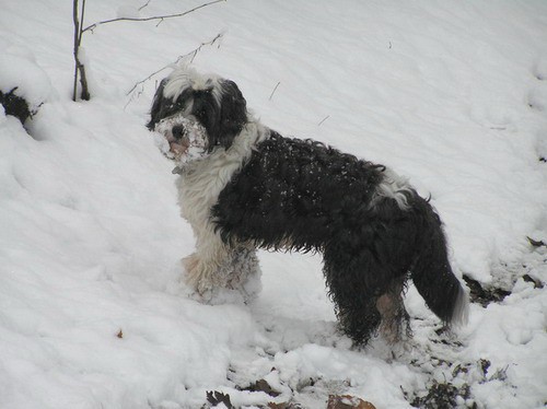 Gusi v snegu