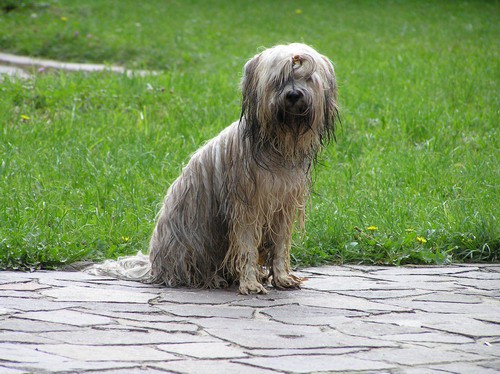 Gustav - foto povečava