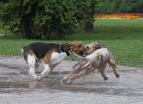 Gustav - foto povečava