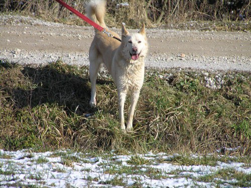 Kužki v Gmajnicah 01/256-02-79 - foto povečava