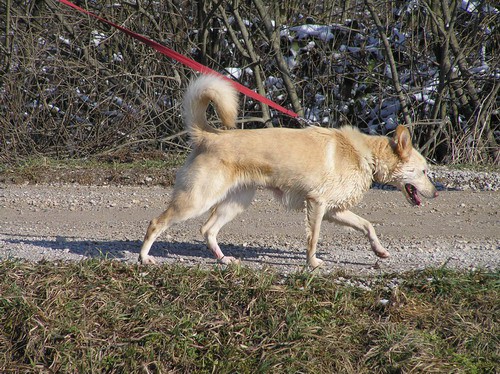 Kužki v Gmajnicah 01/256-02-79 - foto povečava