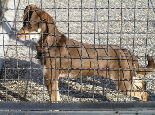 Sani, mini kužica, stara 2 leti sterilizirana - ODDANA