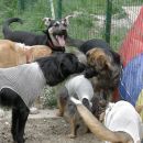 Bingo - ODDAN, Bri - ODDANA, Betka - ODDANA, Robin - ODDANA, Čenča - ODDANA, Blanch - ODDA