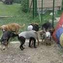 Bingo - ODDAN, Bri - ODDANA, Betka - ODDANA, Robin - ODDANA, Čenča - ODDANA, Blanch - ODDA
