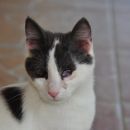 Izzie