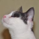 Izzie