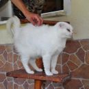 Mici