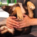 Fluffy (foto: Soul)