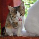 Pipi
