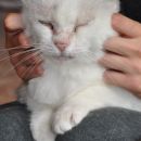 Mici (foto: Soul)