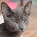 sivko (foto: Soul) - ODDAN