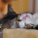 Pipi (foto: Soul)