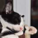 Albert (foto: Soul) - ODDAN