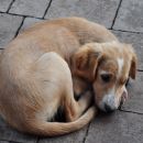 Spotty (foto: Soul) - ODDAN