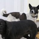 Luna in Pongo - OBA ODDANA