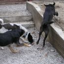 Reli, Luna in skakajoča Perdita - VSE TRI ODDANE