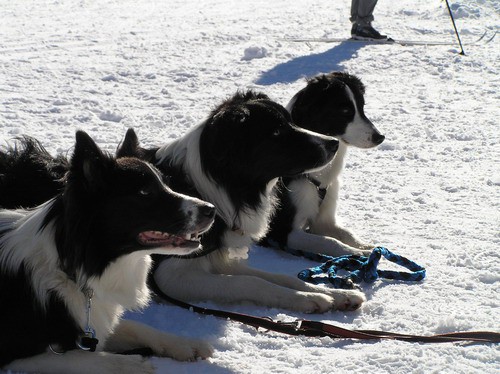 Sleddog - foto