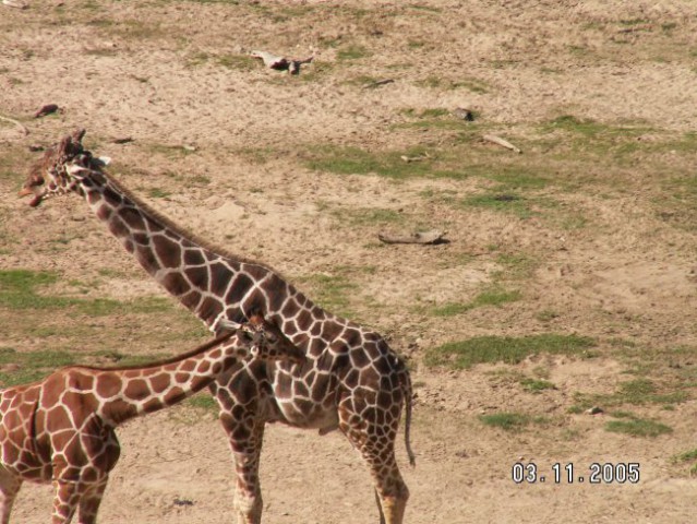 žirafi katerima so zebre odgriznile rep
