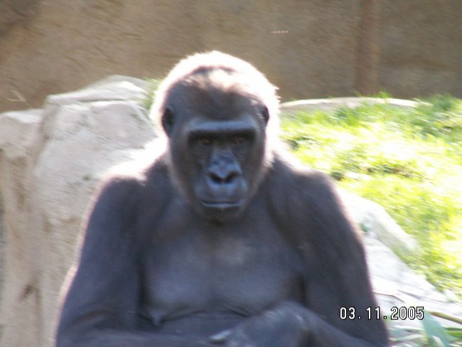 zanimivo dejstvo:gorile pobegnejo v kolikor čutijo da gledaš vanje
