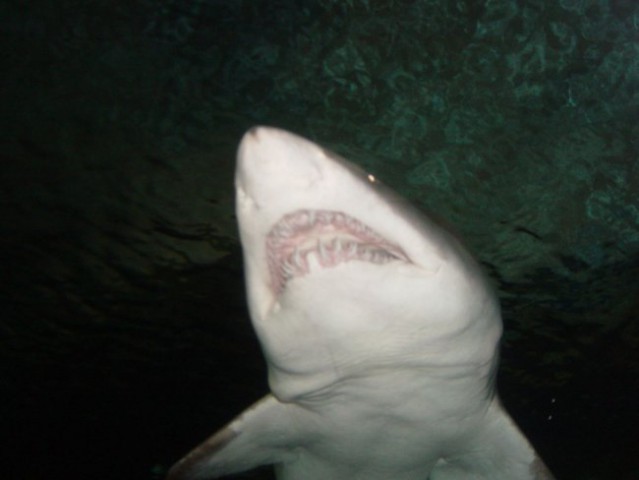 Najbolj nevarni - beli morski pes ki ima dve vrsti zob
