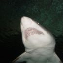 najbolj nevarni - beli morski pes ki ima dve vrsti zob