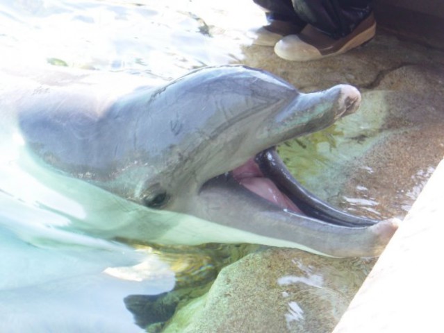 V bazenu je bilo okoli 20 delfinov ki so se pustili božati, zelo zanimiv občutek