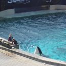 seaworld in shamu